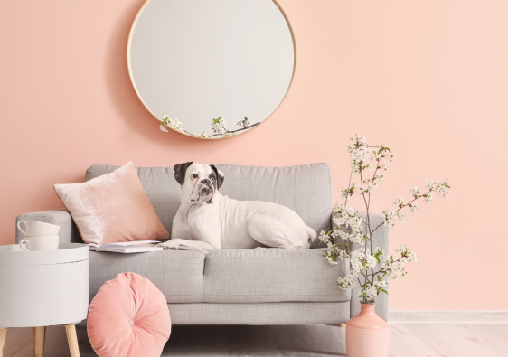 Dog sat on sofa with pink background