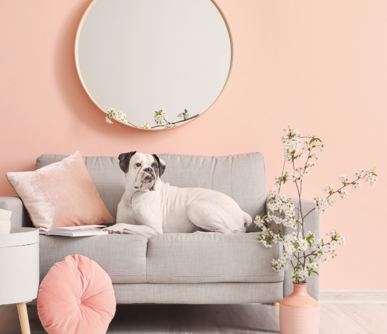 Dog sat on sofa with pink background