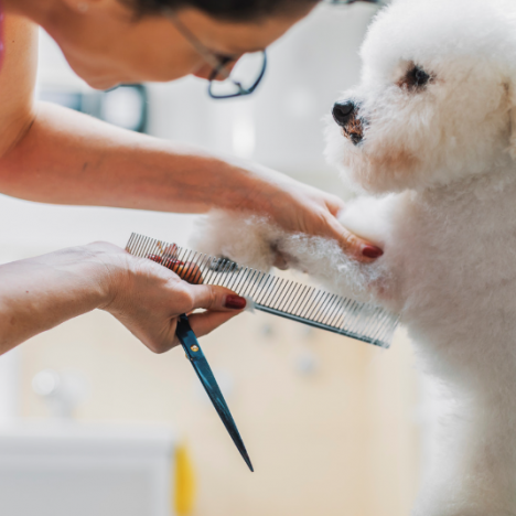 Embracing Facebook’s New Pages Experience: A Guide for Pet Business Owners